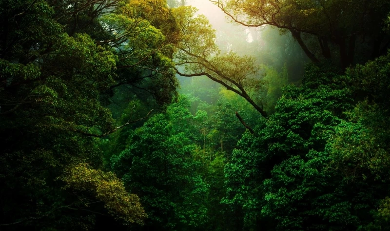 enablegreen-environment-jobs-green-lush-forest